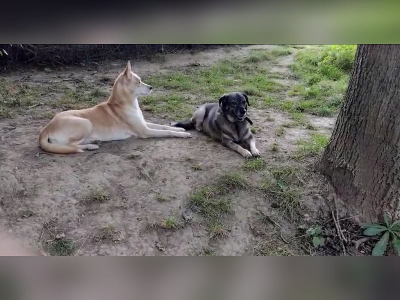 Alma ❤️ freundliche Zuckerschnute sucht liebevolle Menschen