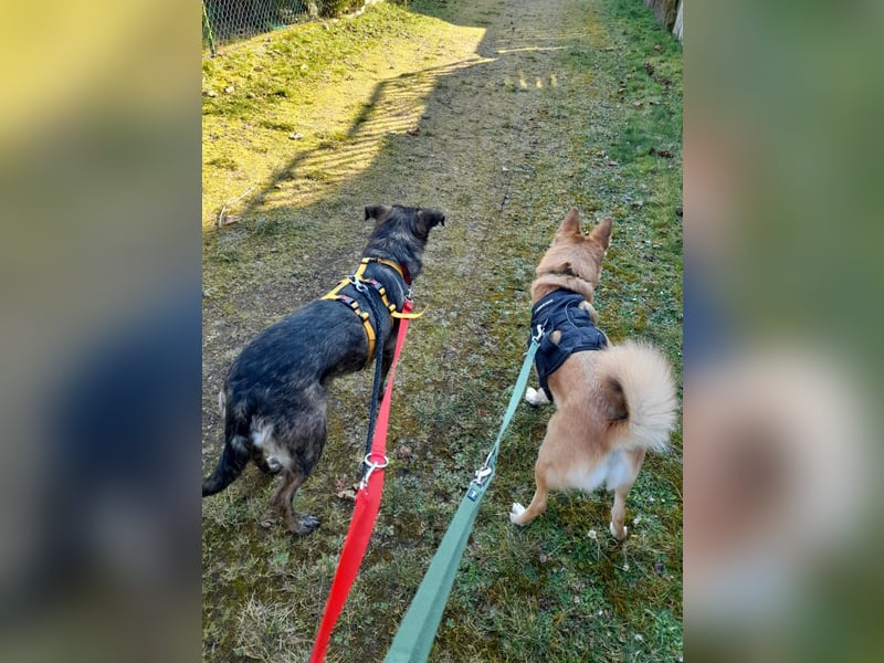 Happy❤️befindet sich derzeit auf einer Pflegestelle in 65551 Hessen