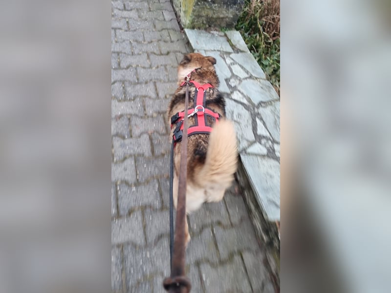 Zayka❤️befindet sich derzeit auf einer Pflegestelle in 65611 Brechen
