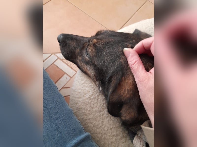 Happy❤️befindet sich derzeit auf einer Pflegestelle in 65551 Hessen