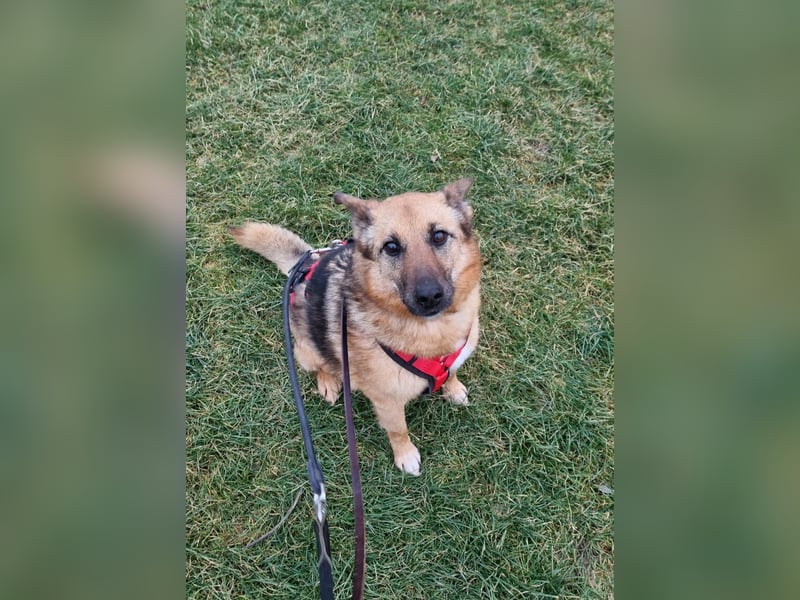 Zayka❤️befindet sich derzeit auf einer Pflegestelle in 65611 Brechen
