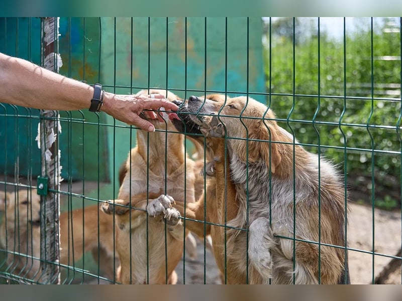 Freundliche Tierschutzhündin Laska ❤️ sucht liebevolle Familie