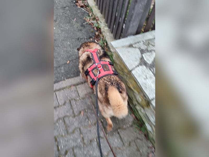 Zayka❤️befindet sich derzeit auf einer Pflegestelle in 65611 Brechen