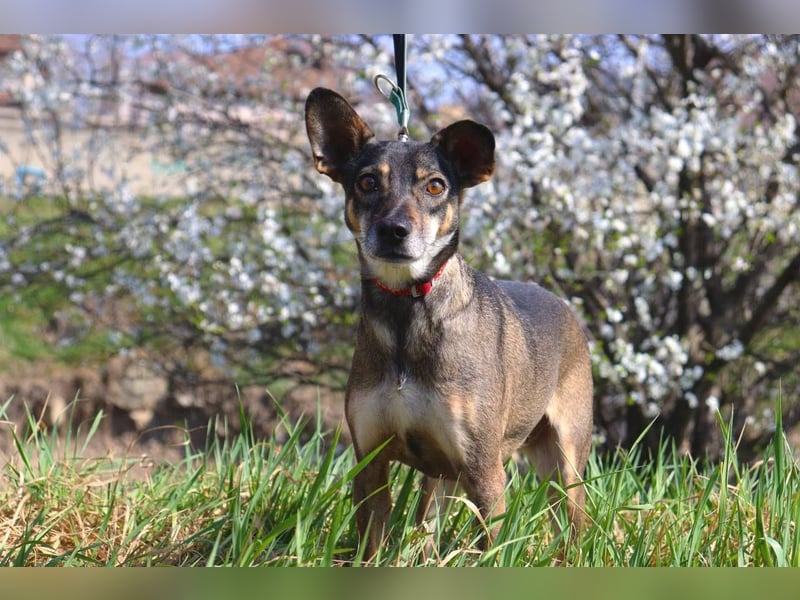 Traumhafte kleine Tierschutzhündin Bambi❤️in 19246 Zarrentin