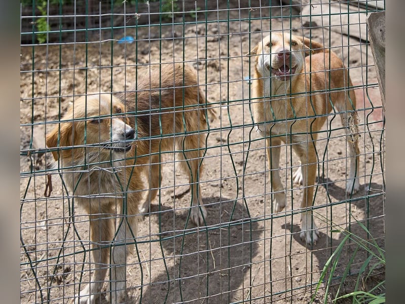 Freundliche Tierschutzhündin Laska ❤️ sucht liebevolle Familie