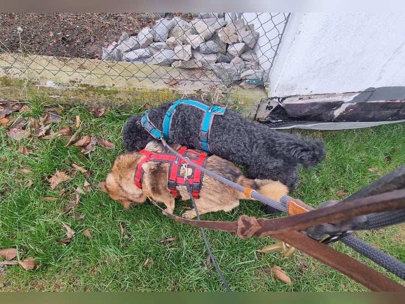 Zayka❤️befindet sich derzeit auf einer Pflegestelle in 65611 Brechen