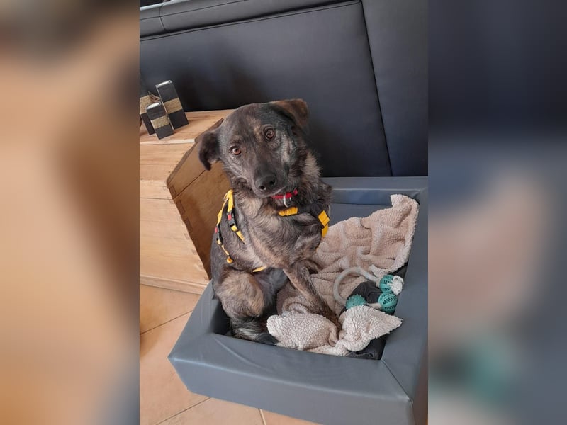 Happy❤️befindet sich derzeit auf einer Pflegestelle in 65551 Hessen