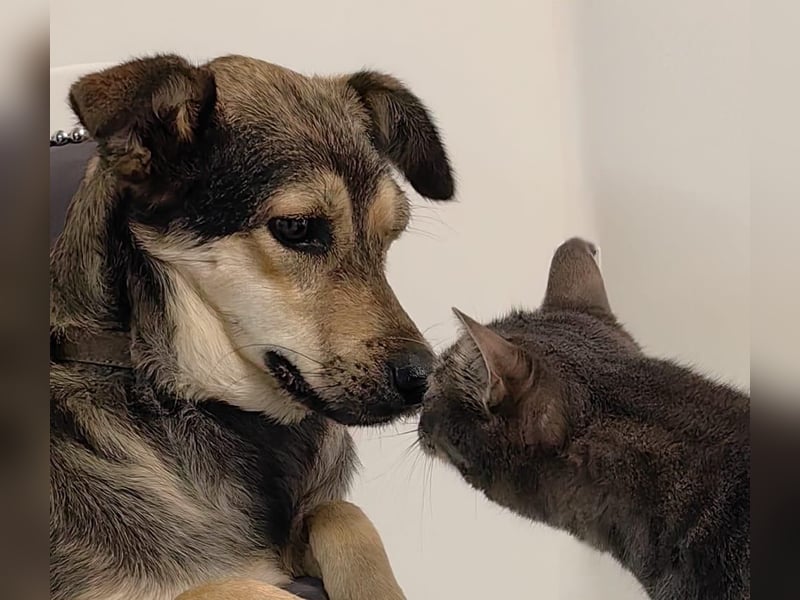 Liebevolle, tapfere Hündin Greys❤️sucht ihr Für-Immer-Zuhause