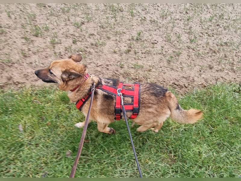 Zayka❤️befindet sich derzeit auf einer Pflegestelle in 65611 Brechen