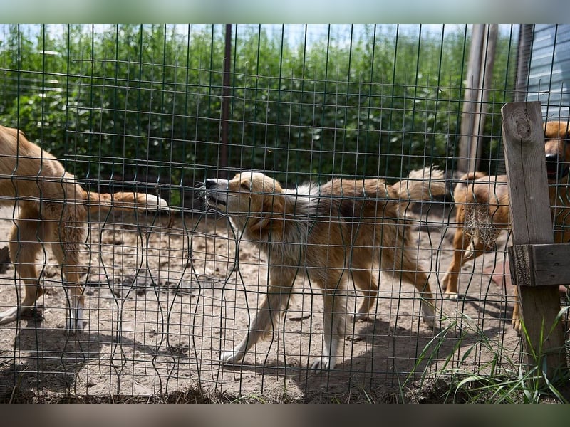 Freundliche Tierschutzhündin Laska ❤️ sucht liebevolle Familie