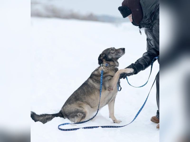 Alma ❤️ freundliche Zuckerschnute sucht liebevolle Menschen