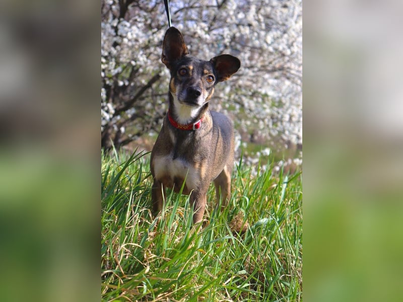 Traumhafte kleine Tierschutzhündin Bambi❤️in 19246 Zarrentin