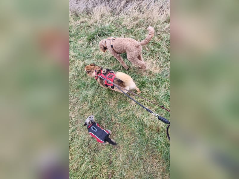 Zayka❤️befindet sich derzeit auf einer Pflegestelle in 65611 Brechen