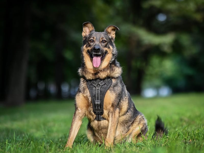 Whiskey❤️tolle Hundeseele wartet seit Jahren auf Zuhause oder Pflegestelle
