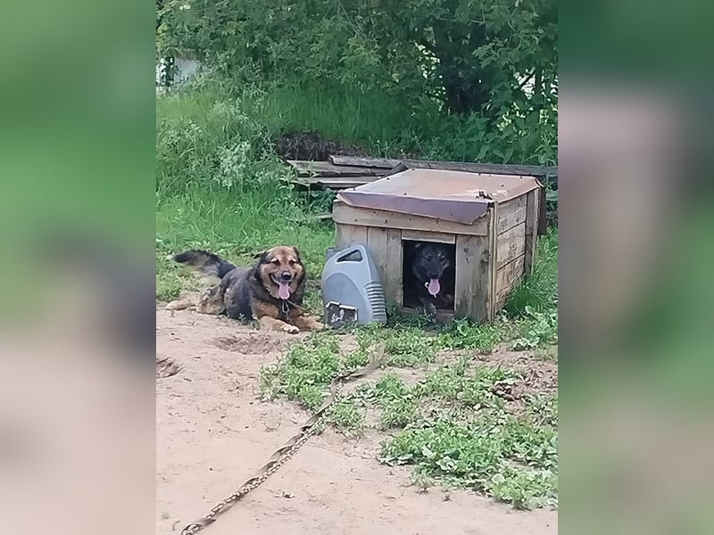 Happy❤️befindet sich derzeit auf einer Pflegestelle in 65551 Hessen