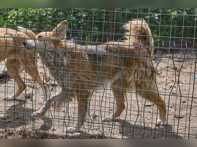 Freundliche Tierschutzhündin Laska ❤️ sucht liebevolle Familie