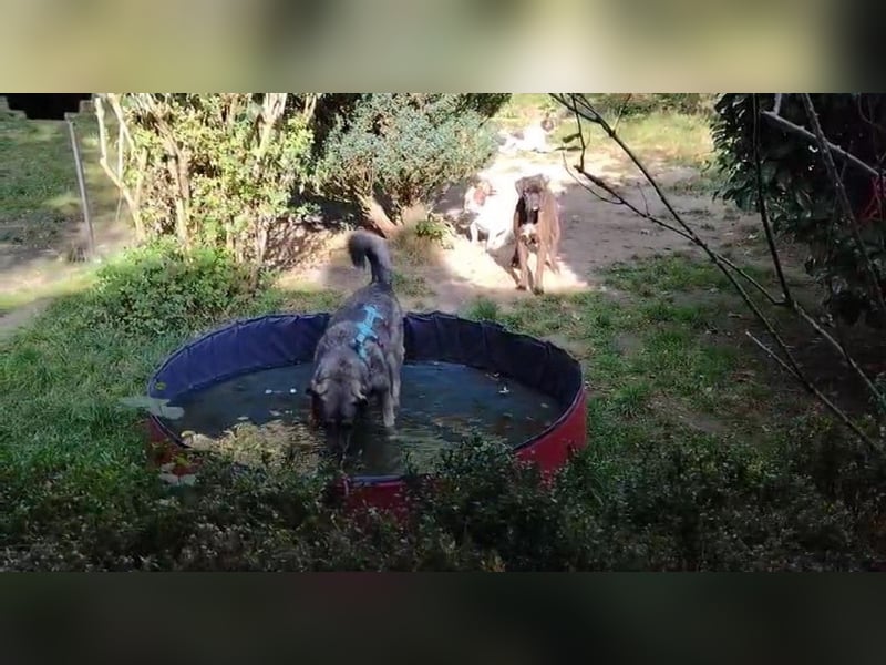 Alma ❤️ freundliche Zuckerschnute sucht liebevolle Menschen