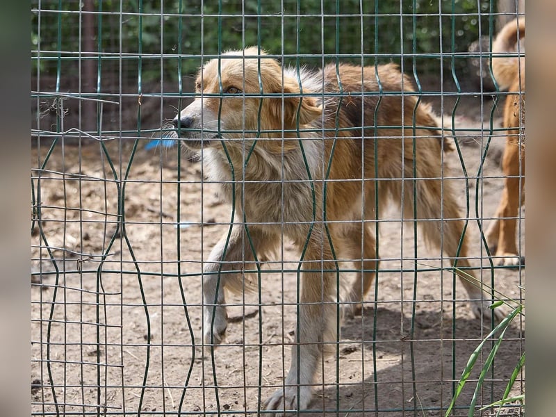 Freundliche Tierschutzhündin Laska ❤️ sucht liebevolle Familie