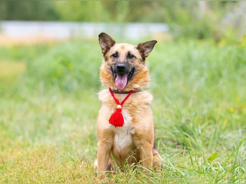 Zayka❤️befindet sich derzeit auf einer Pflegestelle in 65611 Brechen