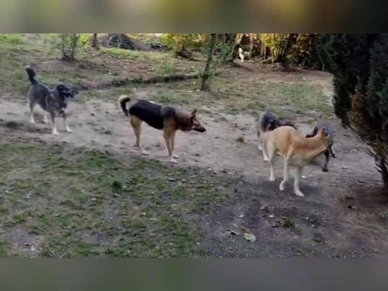 Alma ❤️ freundliche Zuckerschnute sucht liebevolle Menschen
