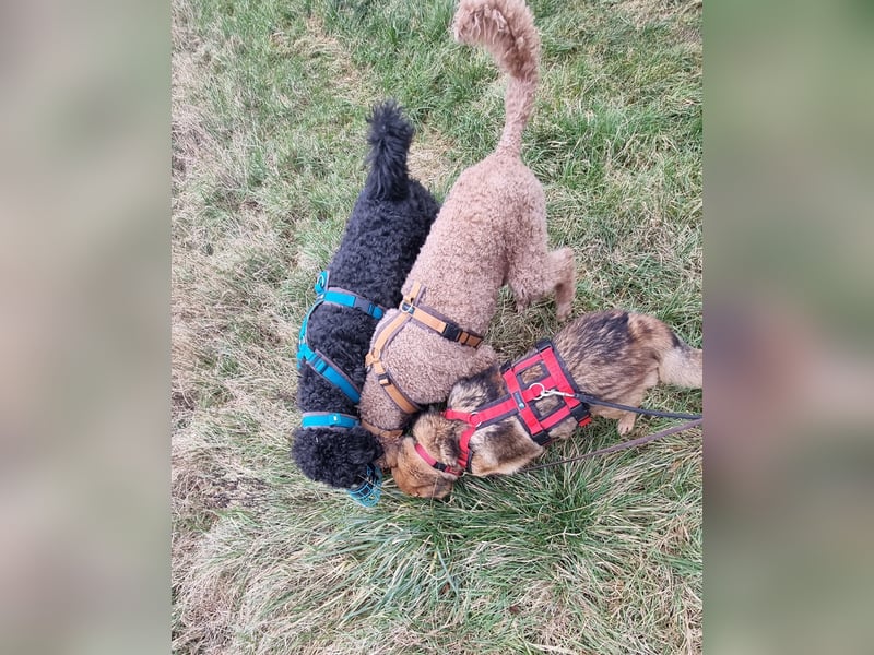 Zayka❤️befindet sich derzeit auf einer Pflegestelle in 65611 Brechen