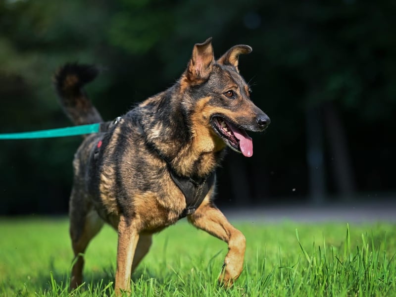 Whiskey❤️tolle Hundeseele wartet seit Jahren auf Zuhause oder Pflegestelle