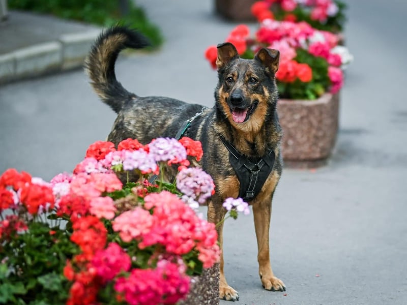 Whiskey❤️tolle Hundeseele wartet seit Jahren auf Zuhause oder Pflegestelle