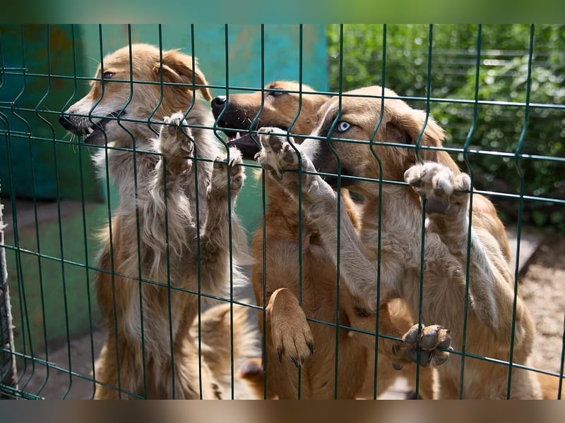 Freundliche Tierschutzhündin Laska ❤️ sucht liebevolle Familie