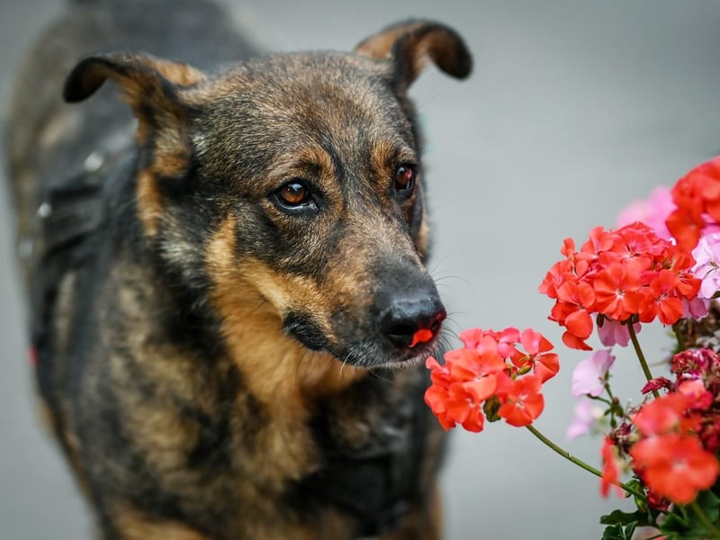 Whiskey❤️tolle Hundeseele wartet seit Jahren auf Zuhause oder Pflegestelle