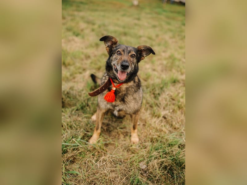 Fröhliche und verschmuste Hündin Lucy❤️sucht Pflege- oder Endstelle