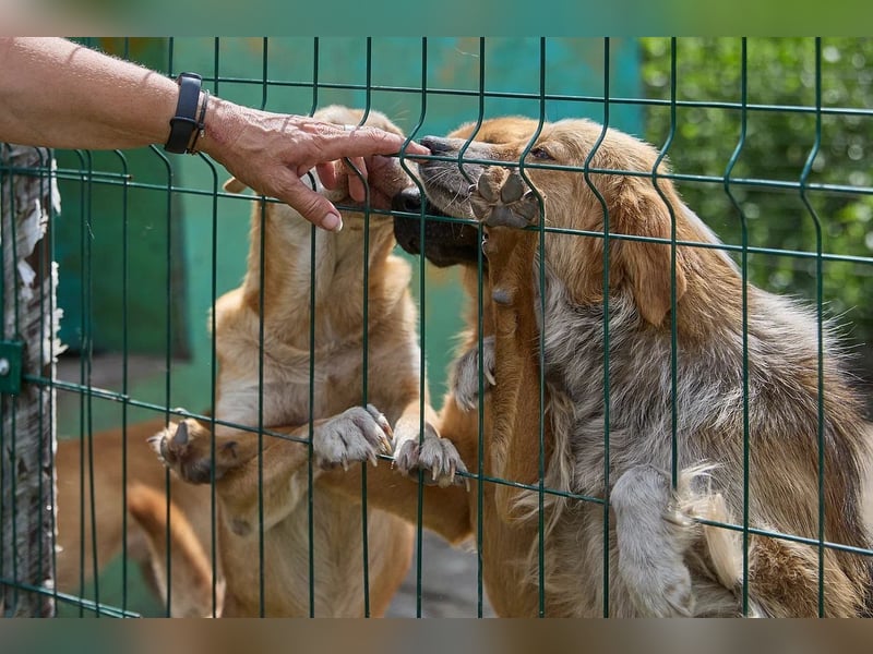 Freundliche Tierschutzhündin Laska ❤️ sucht liebevolle Familie