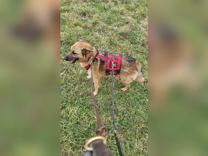 Zayka❤️befindet sich derzeit auf einer Pflegestelle in 65611 Brechen