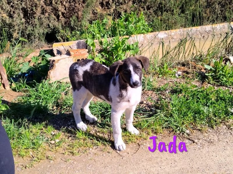 Jada 01/2022 (ESP) - ausgeglichene und aufgeschlossene Schönheit!