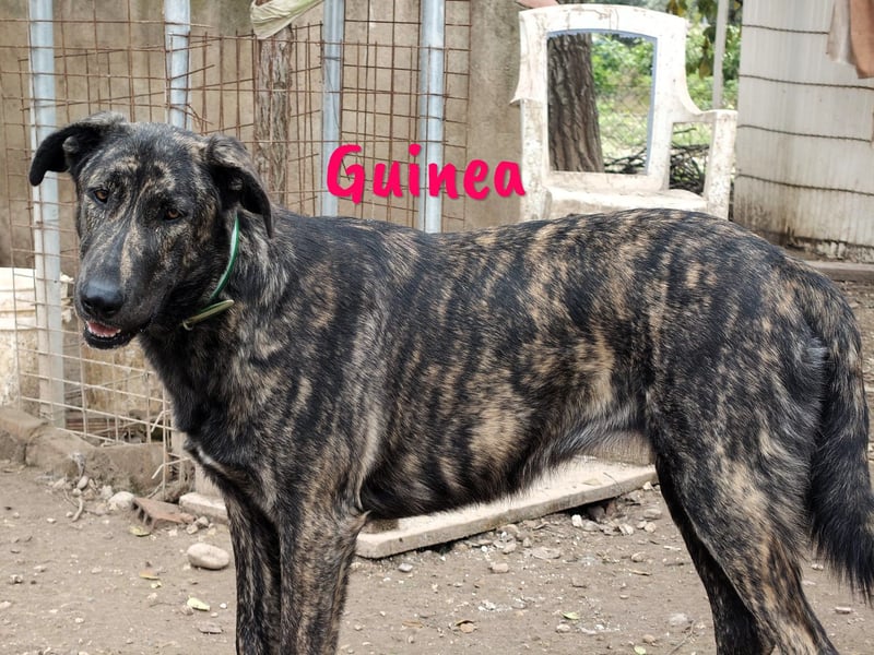 Guinea geb. 10/2023 (ESP) - friedliche und soziale, sehr hübsche gestromte Schönheit!