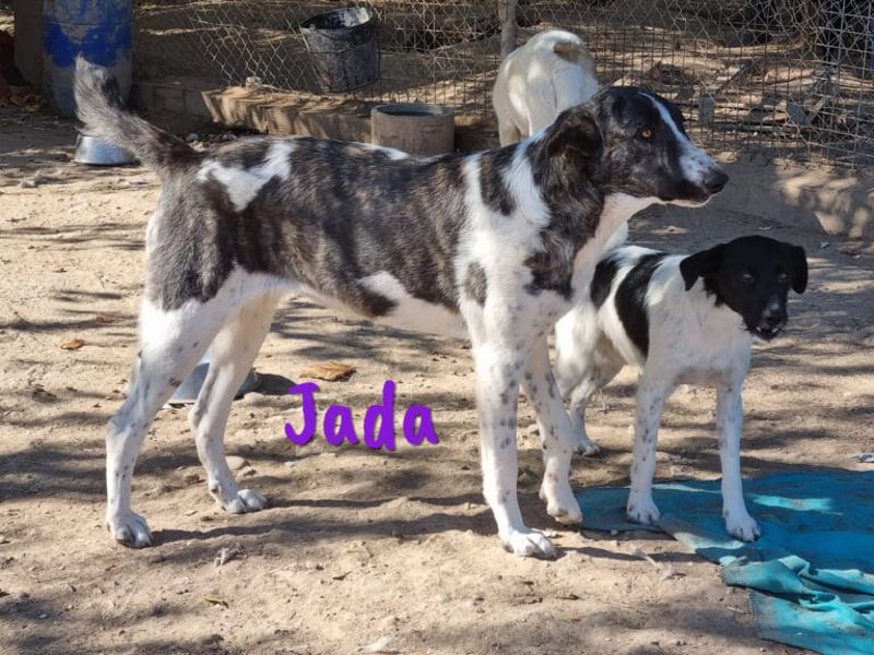Jada 01/2022 (ESP) - ausgeglichene und aufgeschlossene Schönheit!