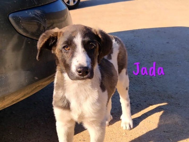 Jada 01/2022 (ESP) - ausgeglichene und aufgeschlossene Schönheit!