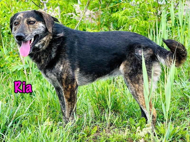 Ria 07/2021 - ruhige & liebevolle Kuschelmaus, eine Hündin für die Seele!