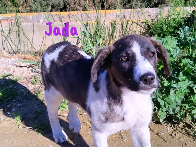 Jada 01/2022 (ESP) - ausgeglichene und aufgeschlossene Schönheit!