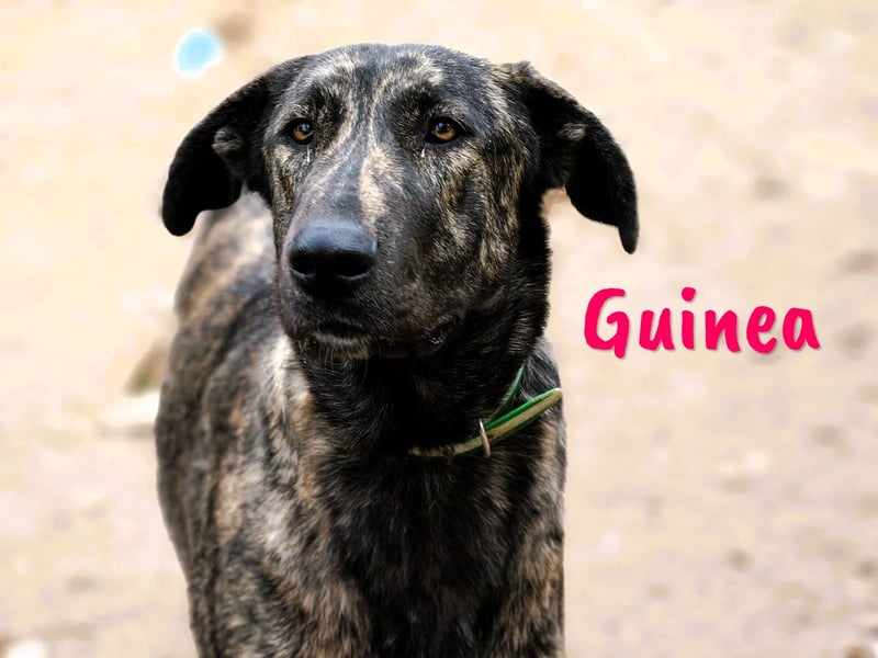 Guinea 10/2023 (ESP) - friedliche und soziale, sehr hübsche gestromte Schönheit!