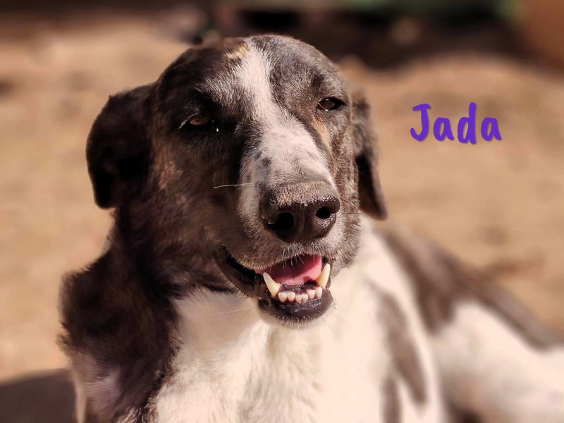 Jada 01/2022 (ESP) - ausgeglichene und aufgeschlossene Schönheit!