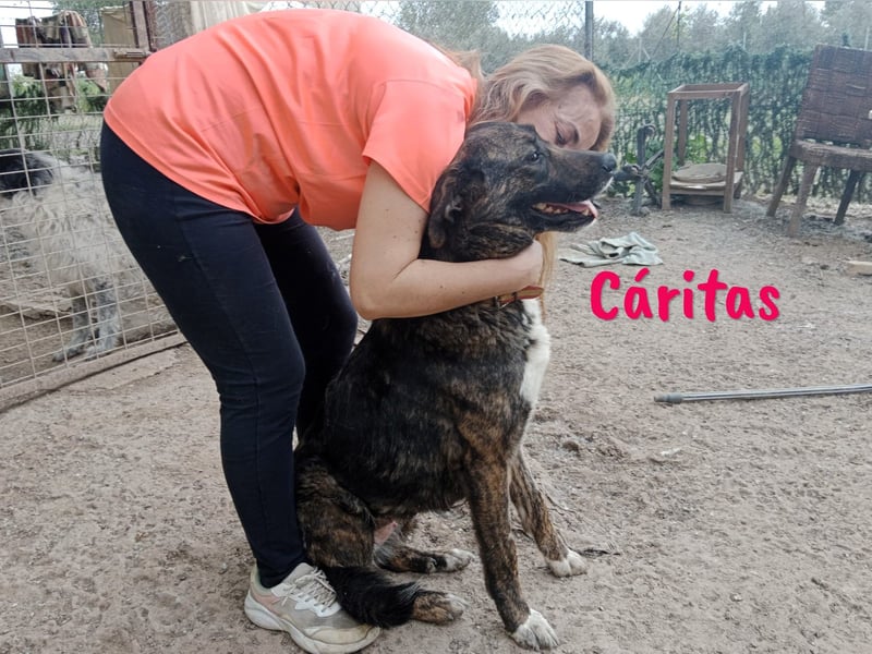 Cáritas 07/2022 (ESP) - lebensfrohe, verspielte und sportliche, wunderschöne Hündin!