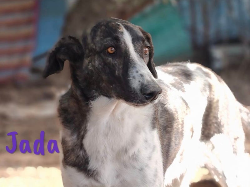 Jada 01/2022 (ESP) - ausgeglichene und aufgeschlossene Schönheit!