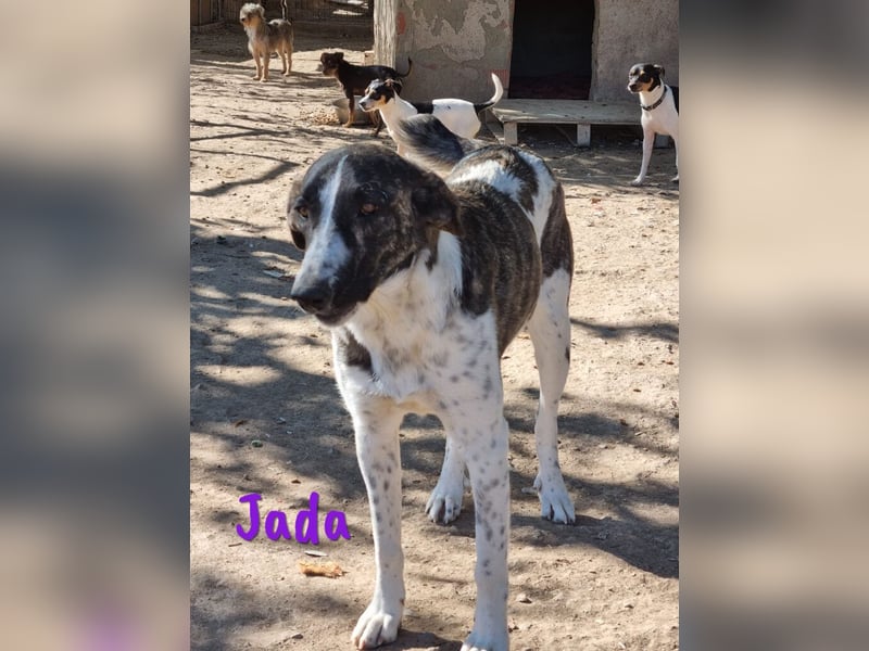 Jada 01/2022 (ESP) - ausgeglichene und aufgeschlossene Schönheit!