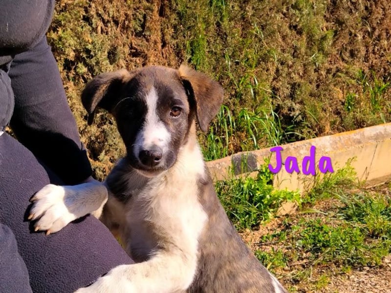 Jada 01/2022 (ESP) - ausgeglichene und aufgeschlossene Schönheit!