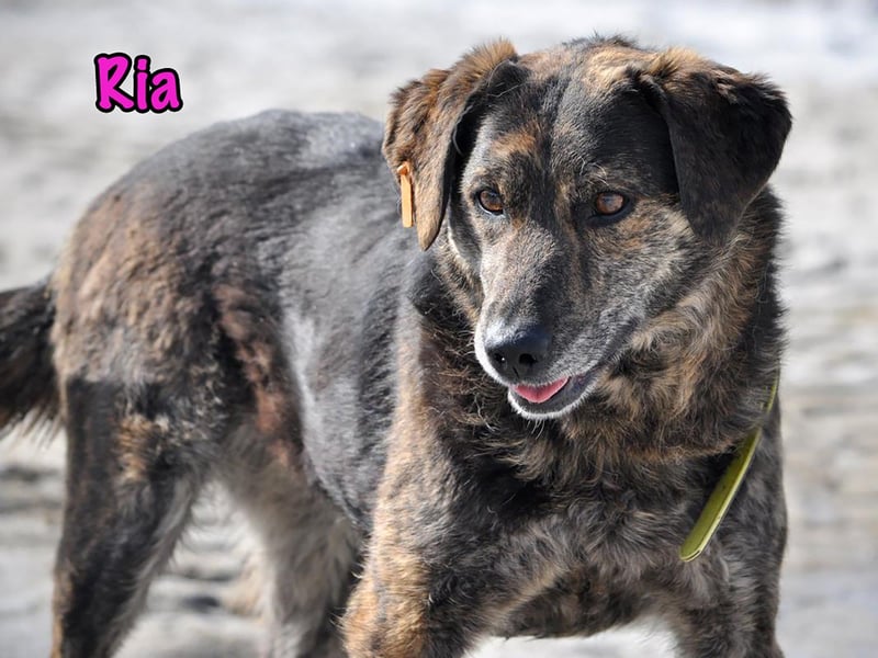 Ria 07/2021 - ruhige & liebevolle Kuschelmaus, eine Hündin für die Seele!