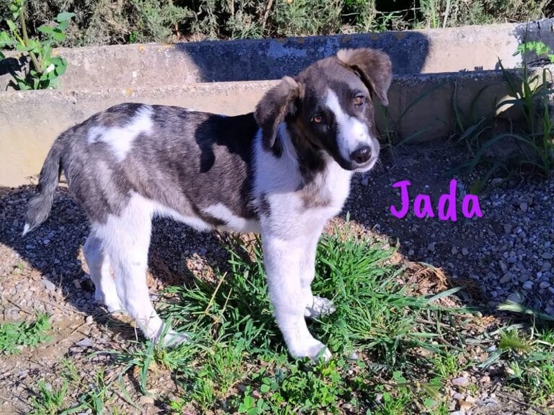 Jada 01/2022 (ESP) - ausgeglichene und aufgeschlossene Schönheit!