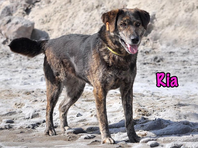 Ria 07/2021 - ruhige & liebevolle Kuschelmaus, eine Hündin für die Seele!