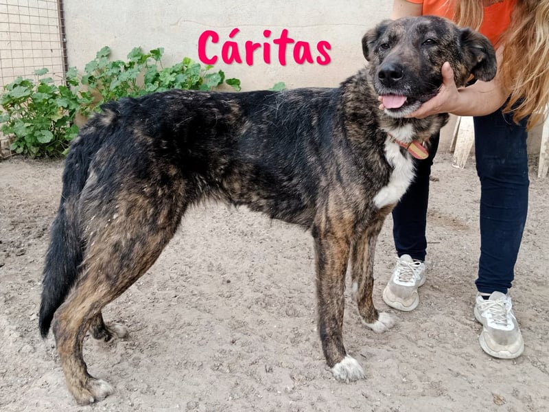 Cáritas 07/2022 (ESP) - lebensfrohe, verspielte und sportliche, wunderschöne Hündin!