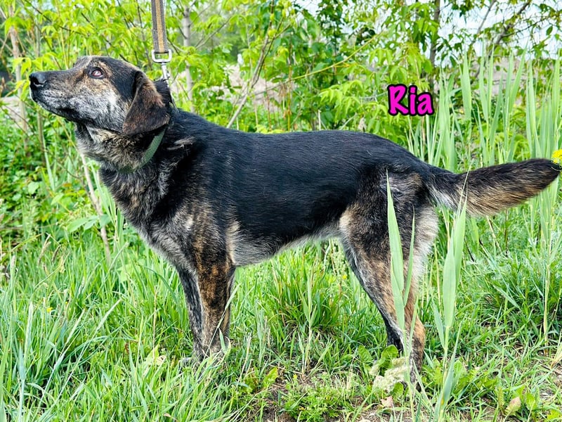 Ria 07/2021 - ruhige & liebevolle Kuschelmaus, eine Hündin für die Seele!