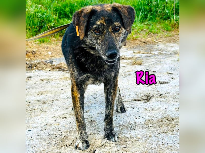 Ria 07/2021 - ruhige & liebevolle Kuschelmaus, eine Hündin für die Seele!